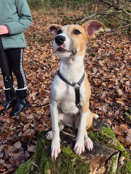 Lia, kleine Hundedame in Deutschland