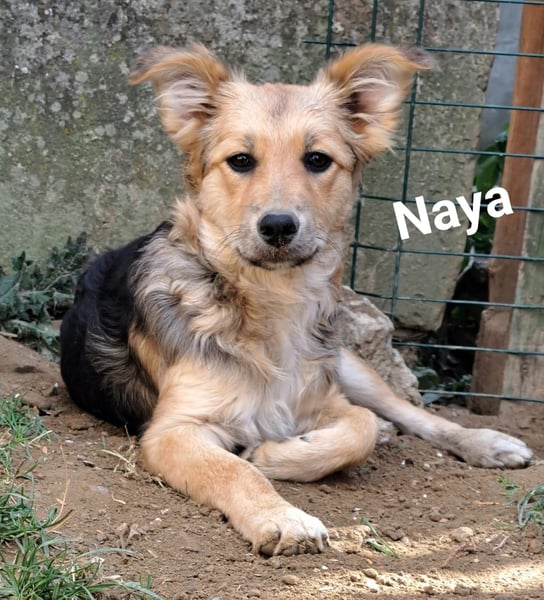Naya - junge Hündin sucht ein dauerhaftes Zuhause