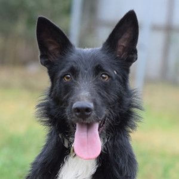 Magnus - freundlicher Rüde der wissbegierig ist und noch viel lernen möchte