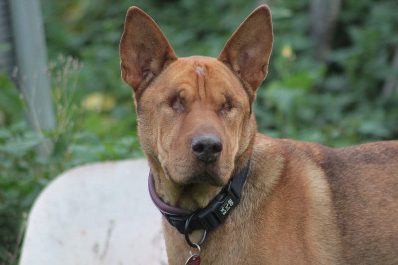 Solo - auf PS in 53894 Mechernich - liebe, nette, blinde Hündin die sicher und selbstbewußt ist