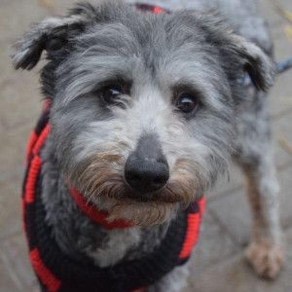 Vincent - liebt Menschen mit ganzem Herzen, liebevoll, ruhig