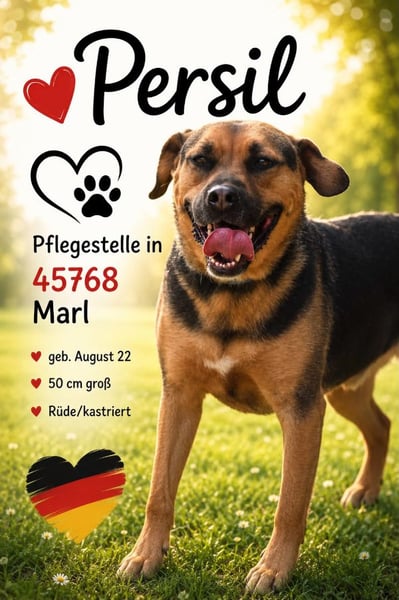 Persil - auf PS in 45768 Marl - liebt es gekrault und gekuschelt zu werden, skeptisch & freundlich