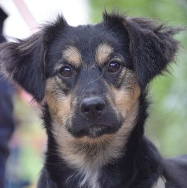 Rose - erobert alle mit ihrer süßen und freundlichen Art