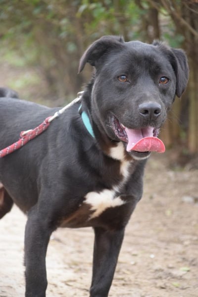 Asterix - lebhafter, freundlicher Rüde mit viel Lebensfreude