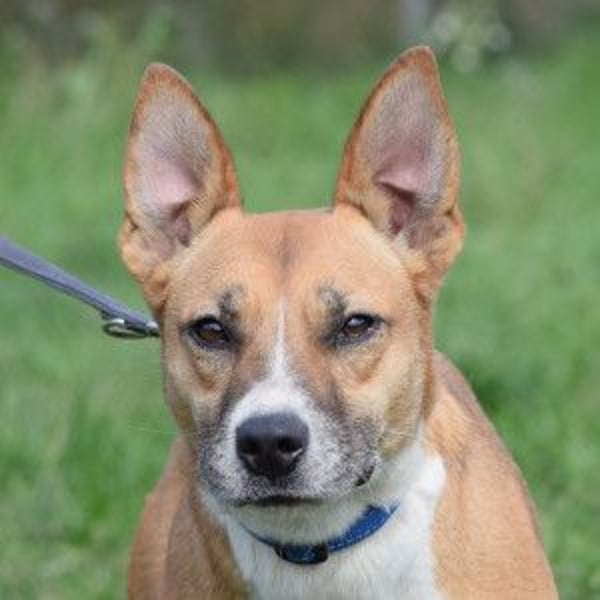 Caroline - menschenbezogene Hündin die ein sportliches Zuhause sucht