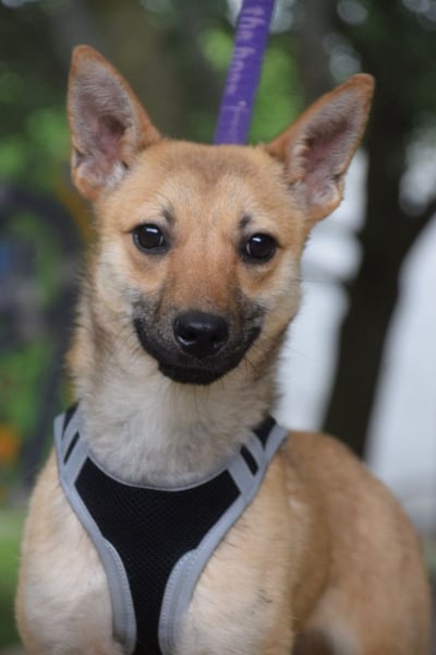 Kimo - lieber, verschmuster Junghund der schon einiges gelernt hat