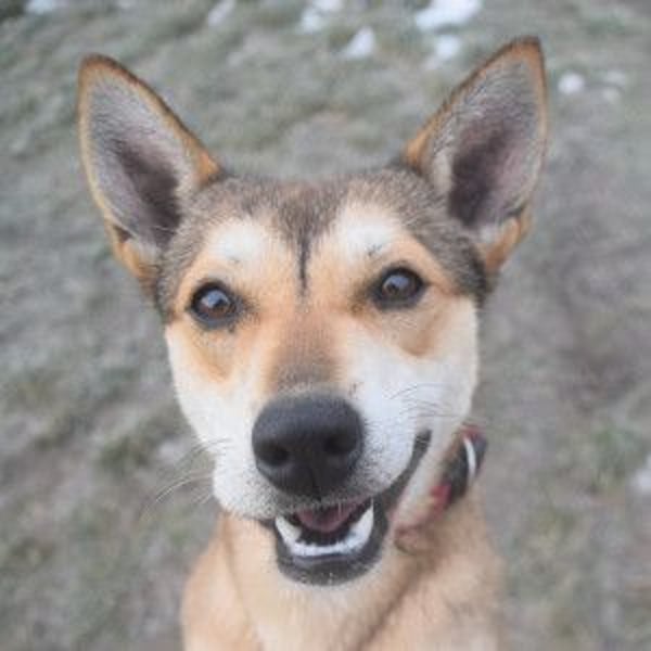 Madita - fröhliche, agile Junghündin die noch die Welt entdecken möchte