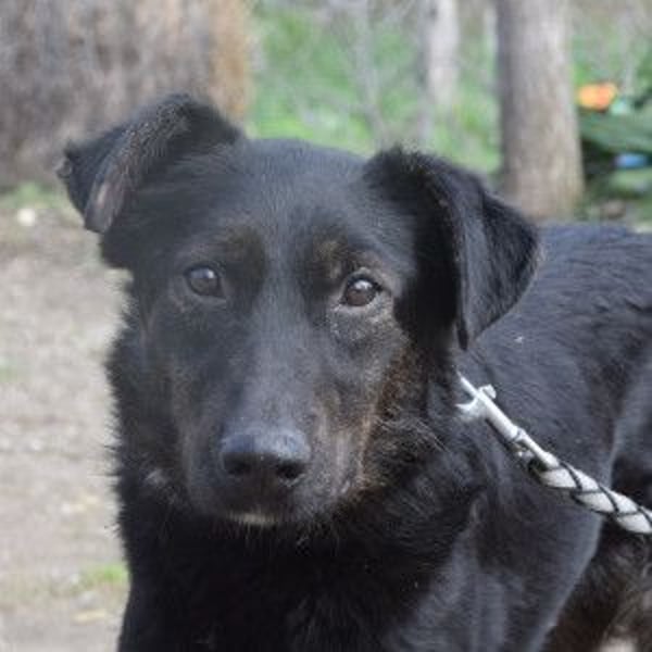 Dori - freundliche Hündin die anfangs etwas schüchtern ist