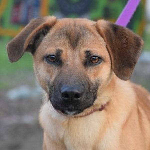 Nady - fröhliche, verspielte Junghündin die neugierig auf das Leben ist