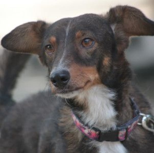 Joshi - auf PS in 45147 Essen - lieber, freundlicher Rüde der die Menschen sehr liebt