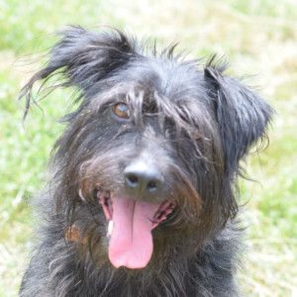 Elmo - ein anhänglicher, loyaler, verschmuster, netter, kastrierter Rüde