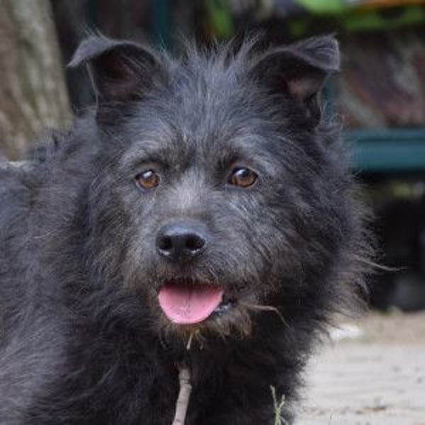 Dio - anfangs etwas scheu, aber freundlich und verspielt