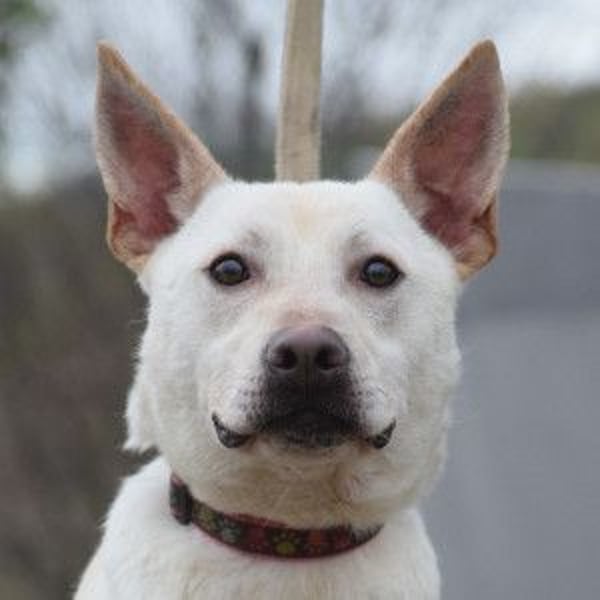 Momo - liebt die Menschen und ist sehr freundlich