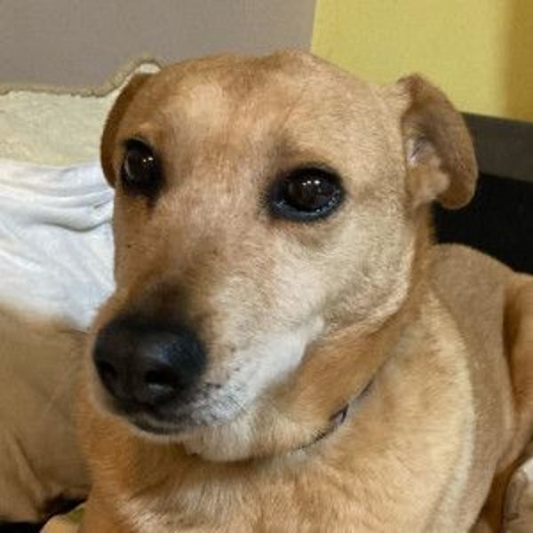 Rosi - verträgliche Hündin, die Zeit und Geduld benötigt