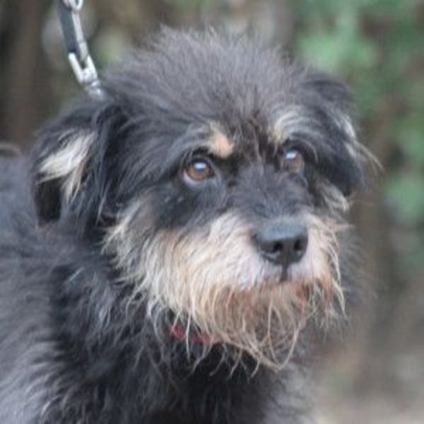 Picknick - lernfähiger Rüde der anfangs etwas schüchtern ist