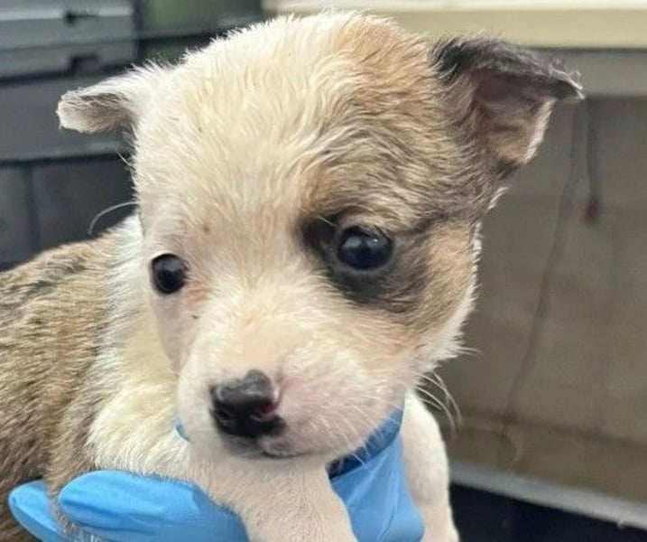 RONJA - zauberhaftes Welpenmädchen sucht liebevolles Zuhause