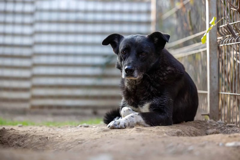 Lieber Coraj sucht liebevolles Zuhause