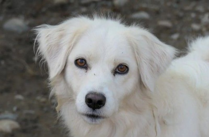 Wunderschöne Anca sucht ihre Menschen