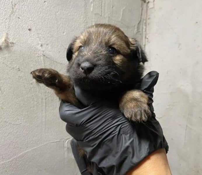 Zauberhafte Izola sucht ihre Herzensmenschen