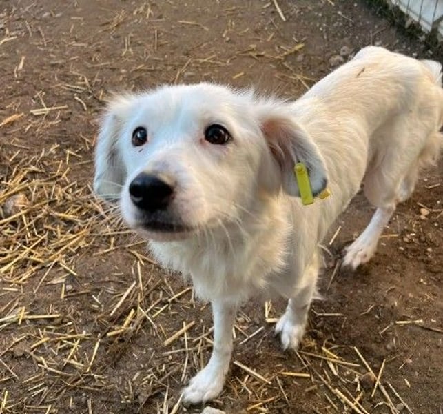 kluge Tourana sucht Zuhause mit Struktur