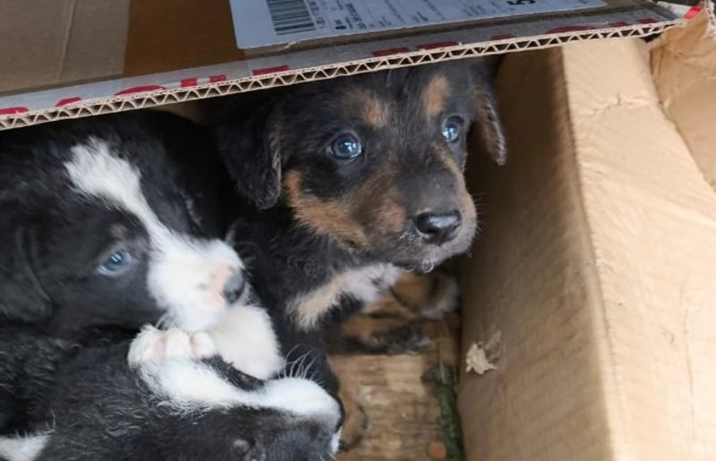 WELPE10C - zauberhafter Welpenjunge sucht seine Familie und einen Namen