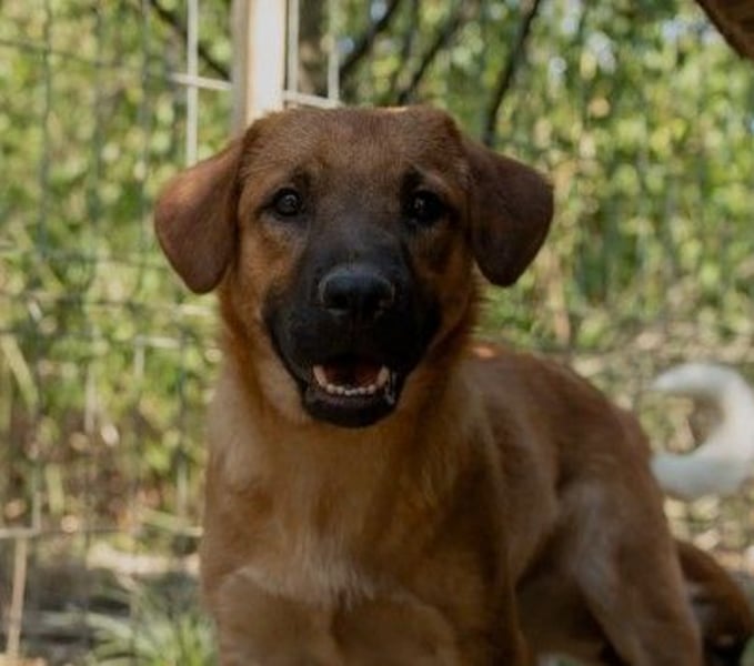 fröhlicher & liebenswerter Tux sucht seine Familie