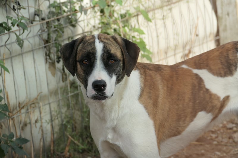 vorsichtige Tara wartet auf die Menschen, die ihr zeigen wie schön die Welt ist