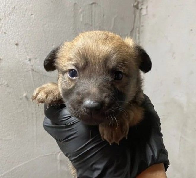 Zuckersüßes Welpenmädchen sucht ihre Menschen