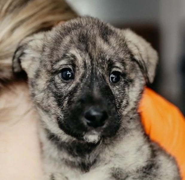 zauberhafter, lieber Welpenjunge Orion