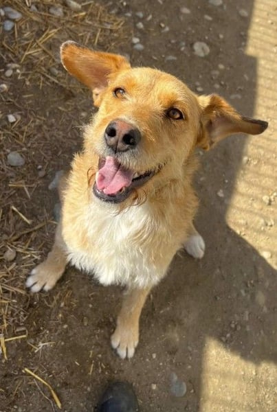 Lilli ganz verschmuste Hündin sucht ihre Herzensmenschen