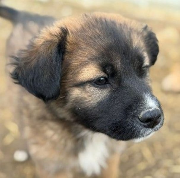 Lori, kleine Kuschelmaus ist neugierig und menschenbezogen