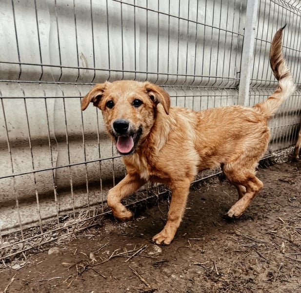 Gaio - liebenswerter Junghund sucht seine Menschen