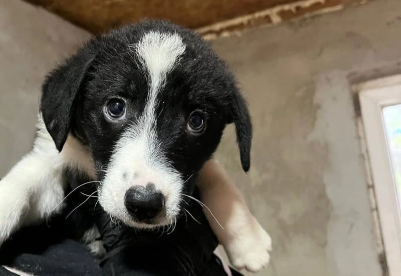 WELPE15C - bezaubernder Welpenjunge sucht seine Familie und einen Namen