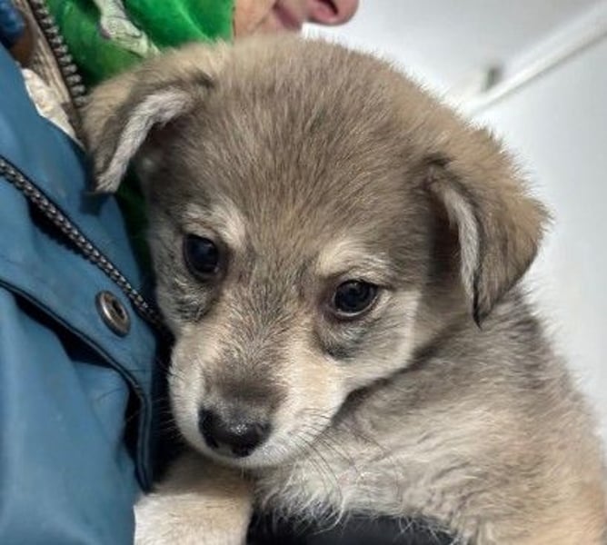 Zauberhafter Welpenjunge Welpe 1