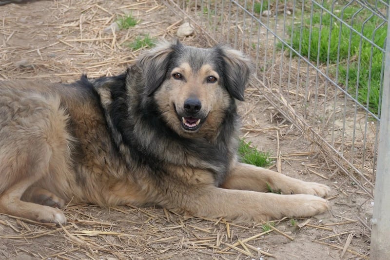 ZORAN - wunderschöner Rüde sucht geborgenes Zuhause