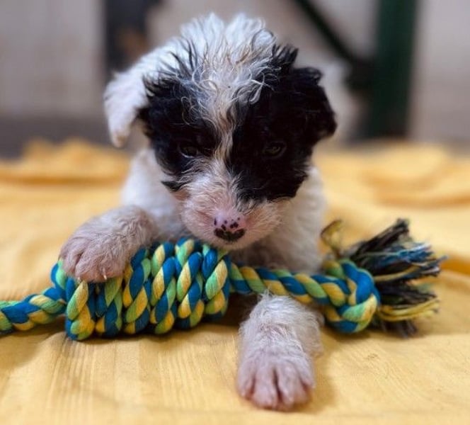 zauberhafter, kleiner Matti wartet sehnsüchtig auf seine Familie