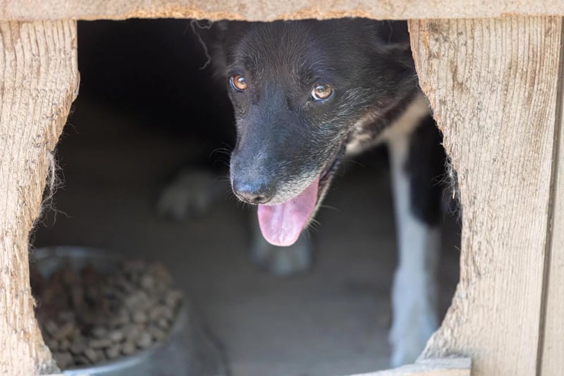 schüchterner Negry sucht seine Menschen