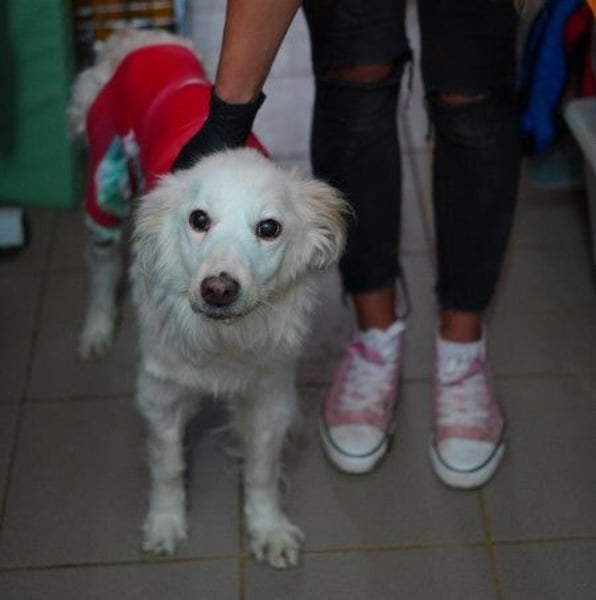 MAGGIE - wunderschöne, liebe Hündin sucht ihr Für-Immer-Zuhause