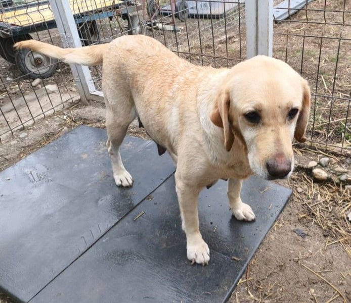 Liebe, freundliche Esa sucht ihre Menschen