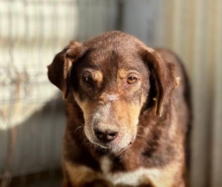 lieber Senior Santo sucht seine Ruhestätte