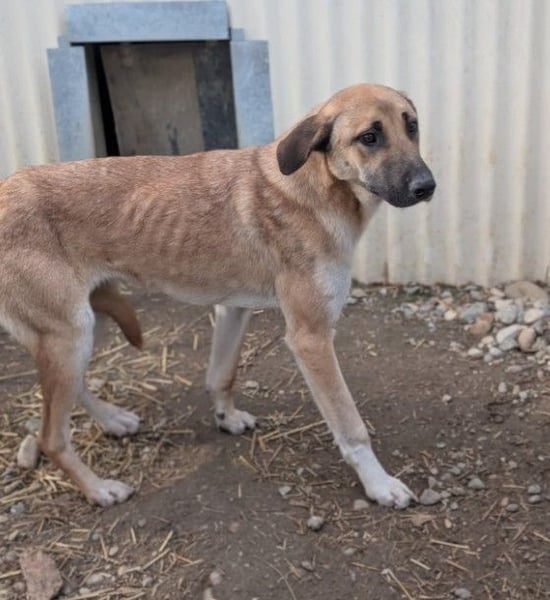 Lieber, zauberhafter Takumi sucht seine Menschen