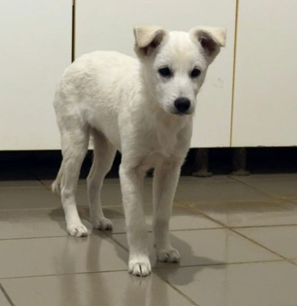 süßer, lieber Welpe Peterchen