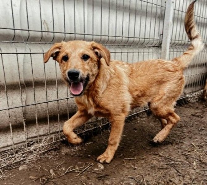 verschmuster, lieber Traumhund Gaio
