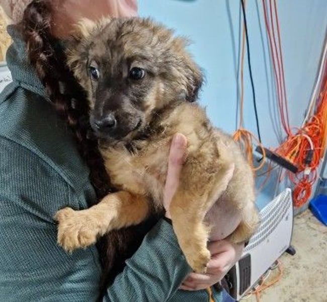 Bowie kleines Welpenmädchen wartet auf ihr liebevolles Zuhause