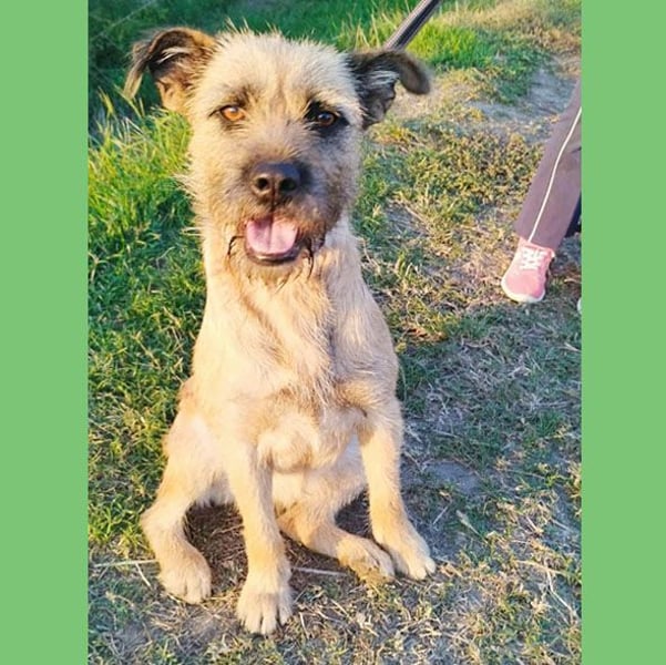 superliebe Familienhündin LUCI - 1 Jahr, 48cm/22kg - Mischling Typ Border Terrier