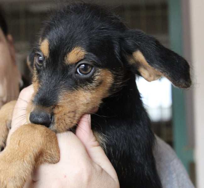Kleiner ROSCO sucht Familienanschluß