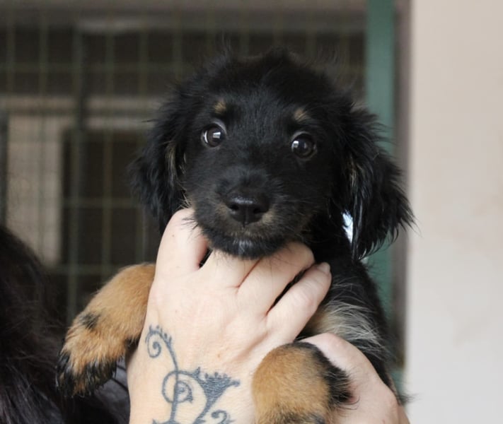 Süßer LUKE sucht Familienanschluß