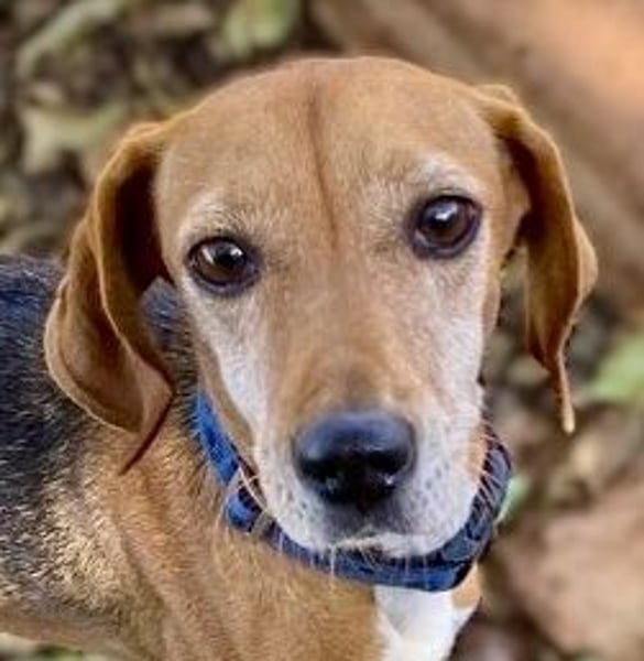 Couch gesucht für LINA