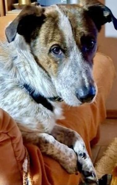 Boubis wartet in 35041 Marburg