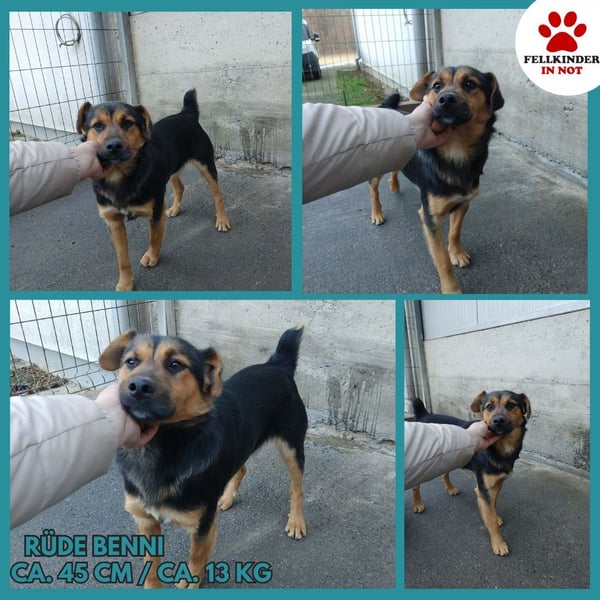 Süßer Mischlingsrüde Benni wünscht sich eine Familie